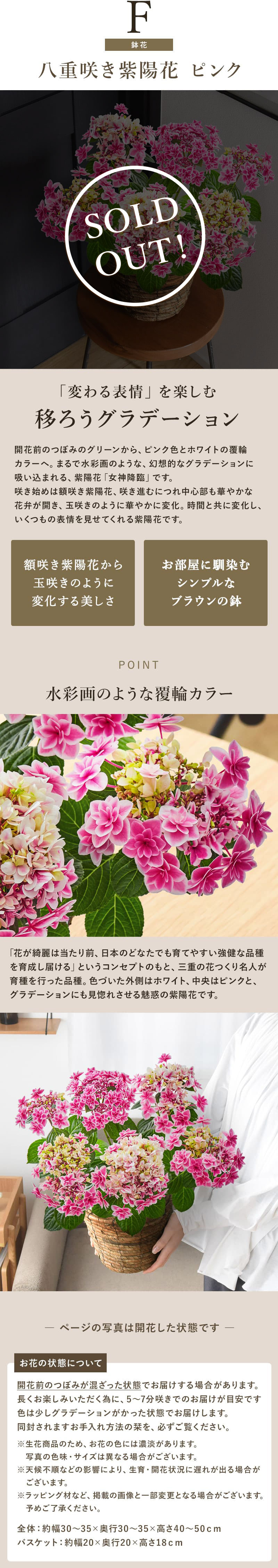 八重咲紫陽花