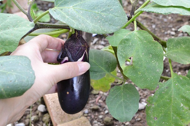 採れたて野菜で　本日のメニューを