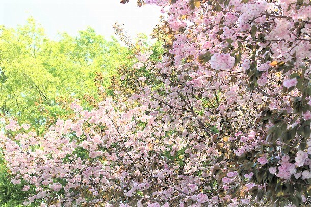 【おさんぽ手帖】　GWはぶらり益子陶器市さんぽ