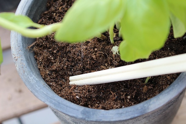 【プランツデザイナー富阪基さんに聞く植物のある暮らし・1】 　鉢植えからはじめる、プチガーデニング