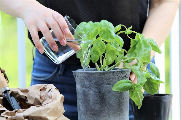 【プランツデザイナー富阪基さんに聞く植物のある暮らし・1】 　鉢植えからはじめる、プチガーデニング