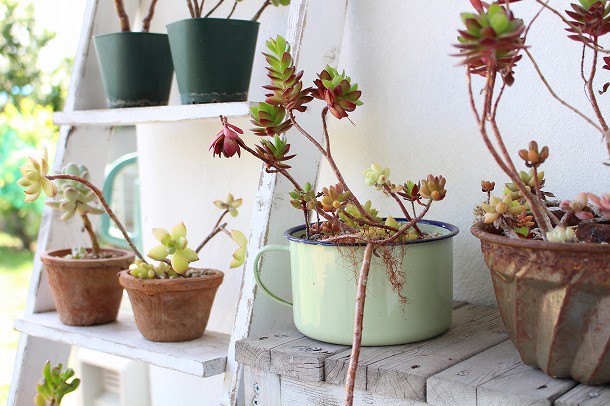 【プランツデザイナー富阪基さんに聞く植物のある暮らし・2】 　まずは小さな空間から　植物を愉しむ飾り方