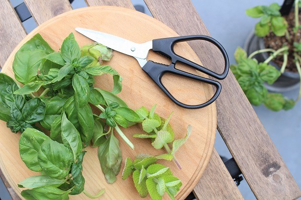 【プランツデザイナー富阪基さんに聞く植物のある暮らし・3】 　私たちの植物のある暮らし