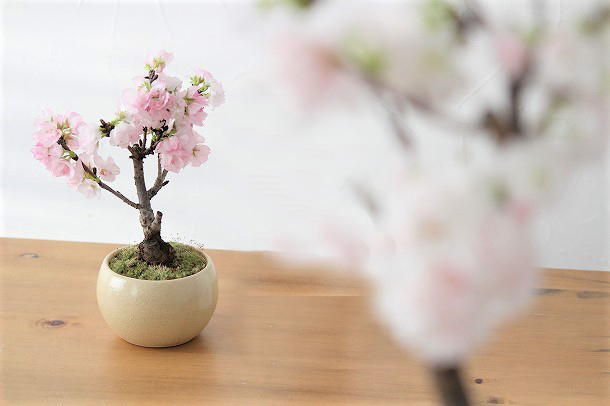 春爛漫。桜の盆栽で、おうちを春色に。