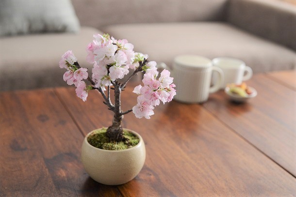 春爛漫。桜の盆栽で、おうちを春色に。 | アンジェ日々のコラム