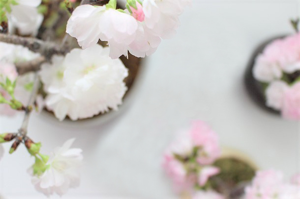春爛漫。桜の盆栽で、おうちを春色に。
