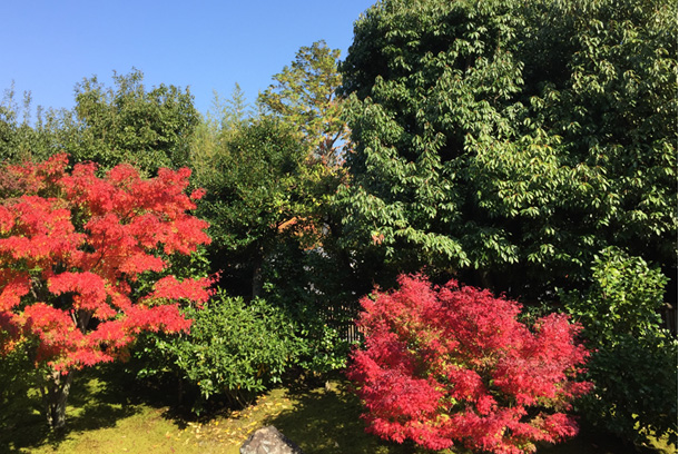 紅葉シーズン！東福寺で紅葉狩り