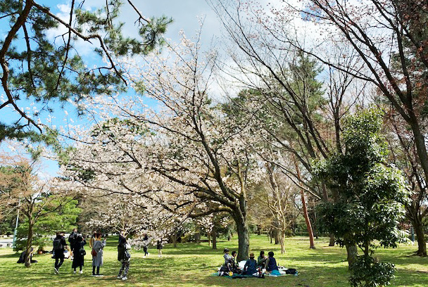 桜ワインをおともに！京都御所でお花見