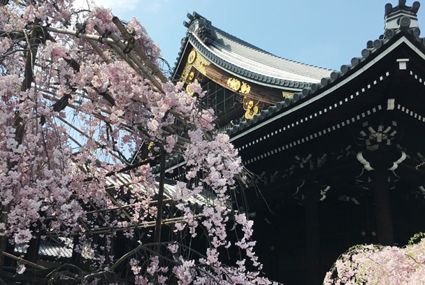 桜ワインをおともに！京都御所でお花見