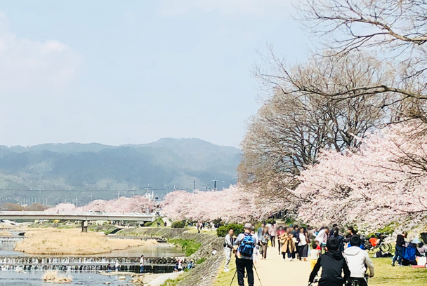 桜ワインをおともに！京都御所でお花見