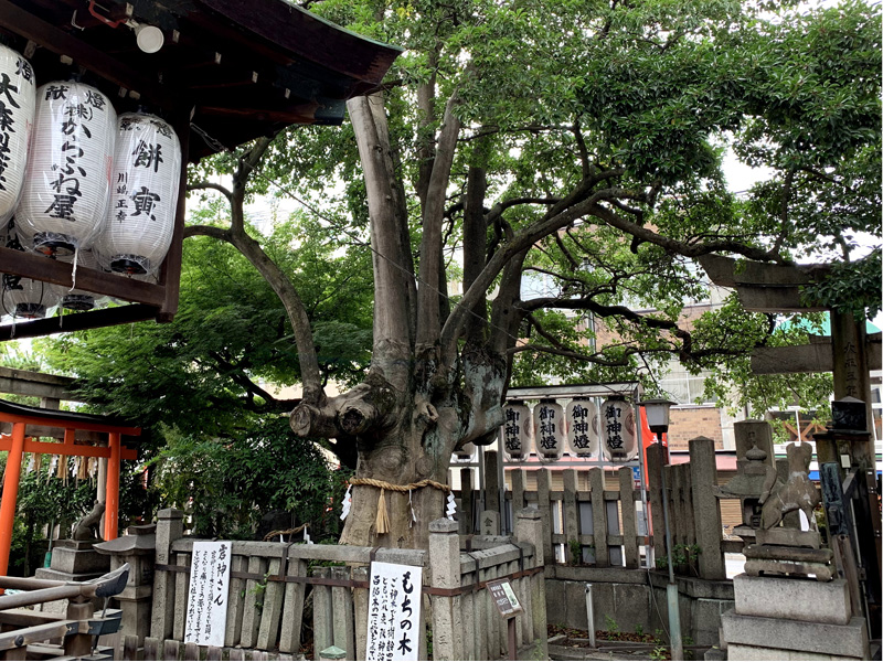 梅雨どきのお楽しみ。茅の輪作りに参加しました！