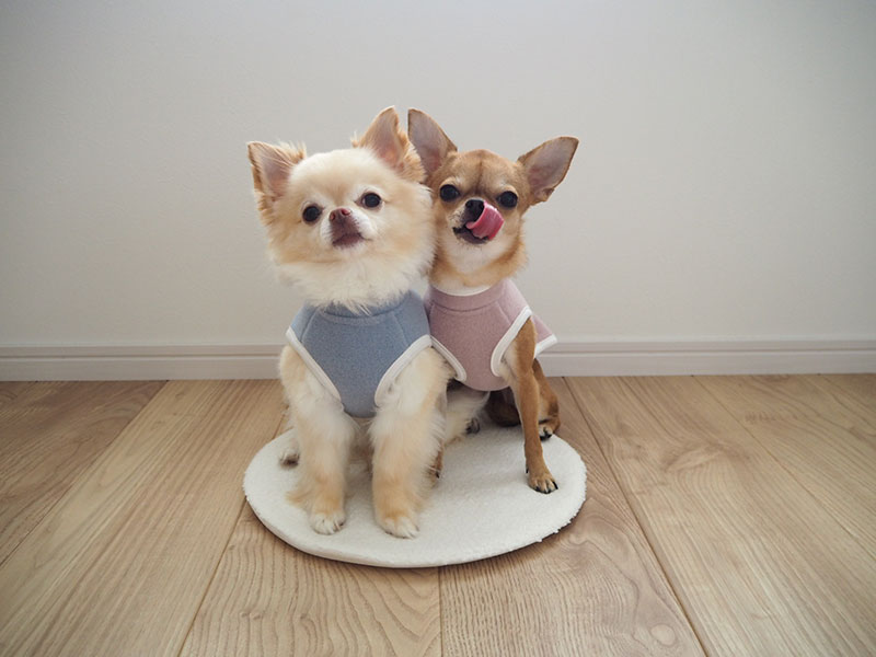 【インスタグラマーさんのものえらび】愛犬も喜ぶ、寒さ対策ドッグ用スリーパー使用レポ