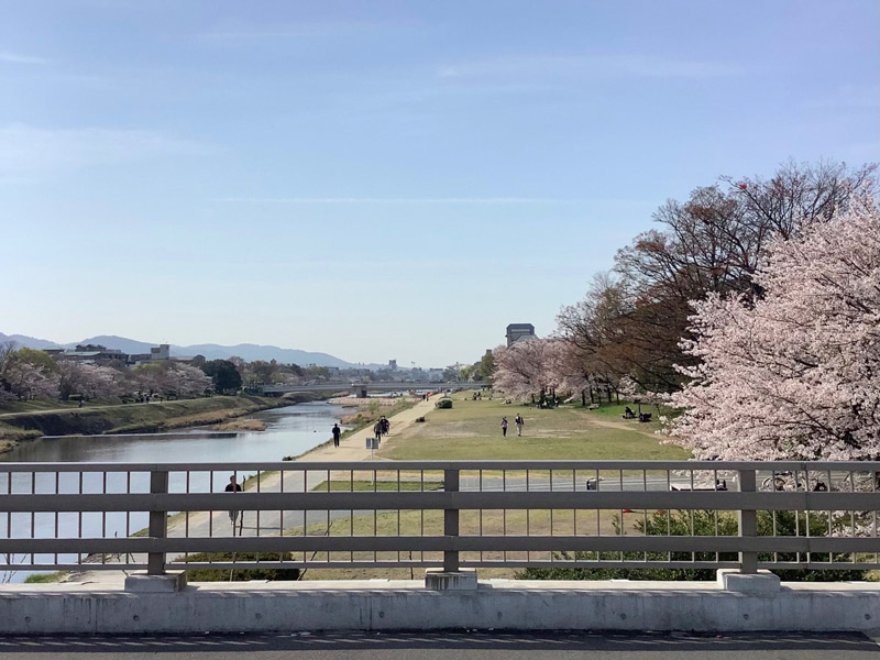 【京都のちょっといいこと】〜京都桜便り〜