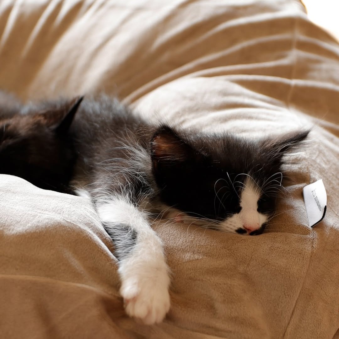 “沼る姿”が愛おしい！とろけるペットベッドに虜のニャンコ＆わんこ最新レポ