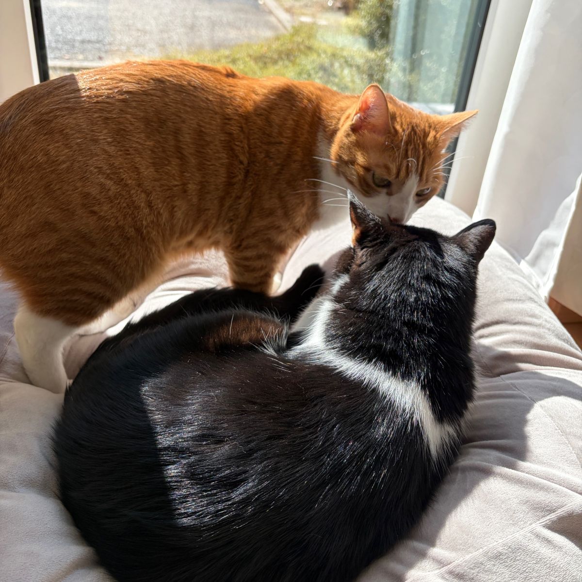 “沼る姿”が愛おしい！とろけるペットベッドに虜のニャンコ＆わんこ最新レポ