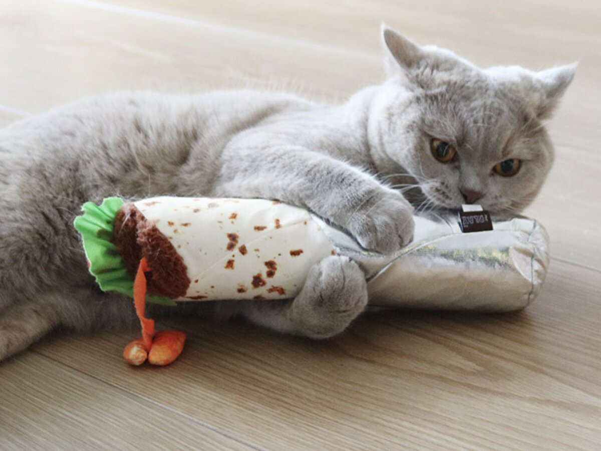 猫と飼い主のシアワセ度向上計画！猫飼いバイヤーの目利きグッズ4選