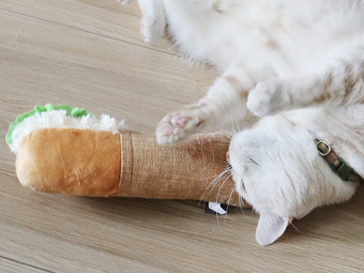 猫と飼い主のシアワセ度向上計画！猫飼いバイヤーの目利きグッズ4選