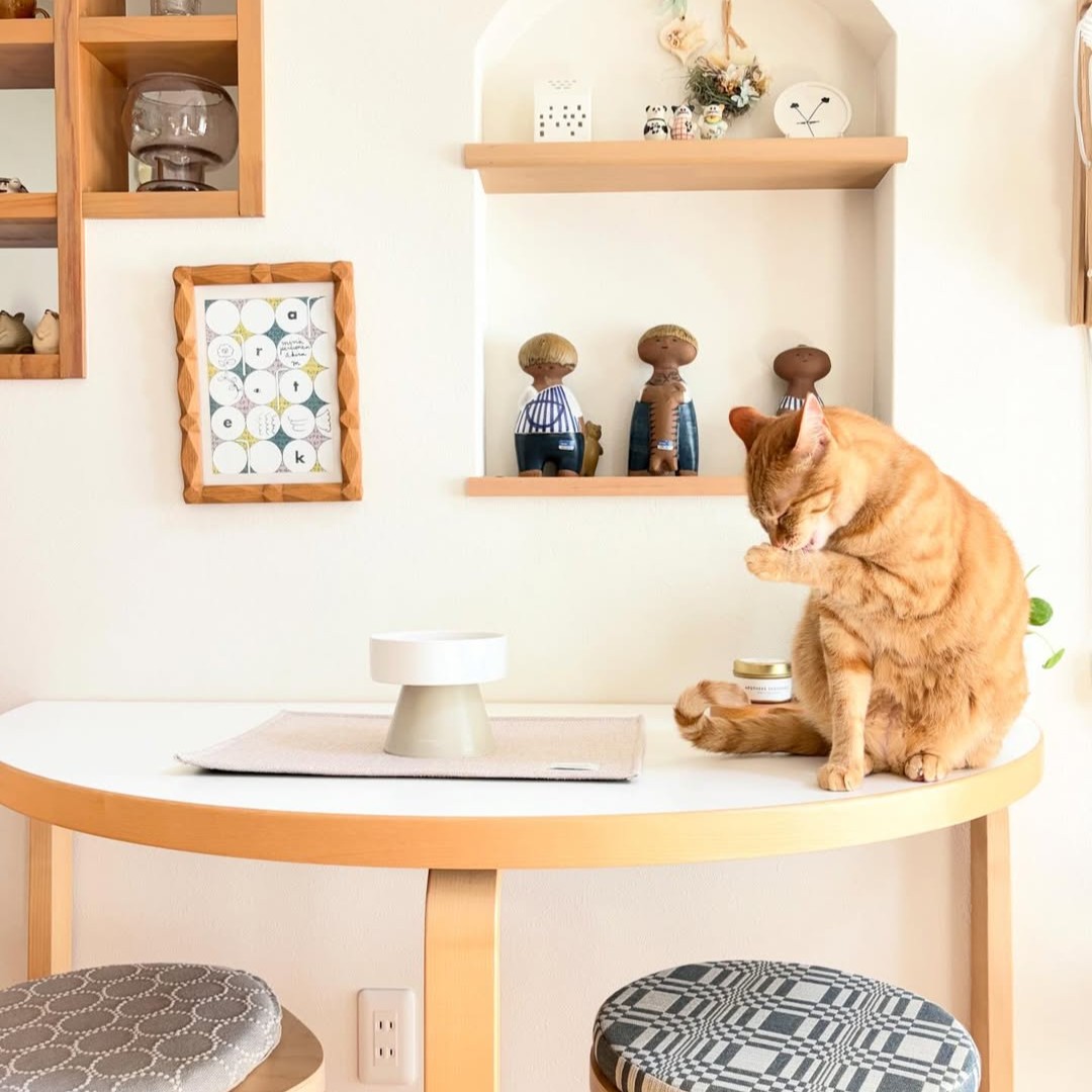 猫のためのボンモマン「bon moment cat」ついに始動！猫飼いスタッフが本気で考えたニャンコ溺愛グッズを、インスタグラマーさんもいざ体験！