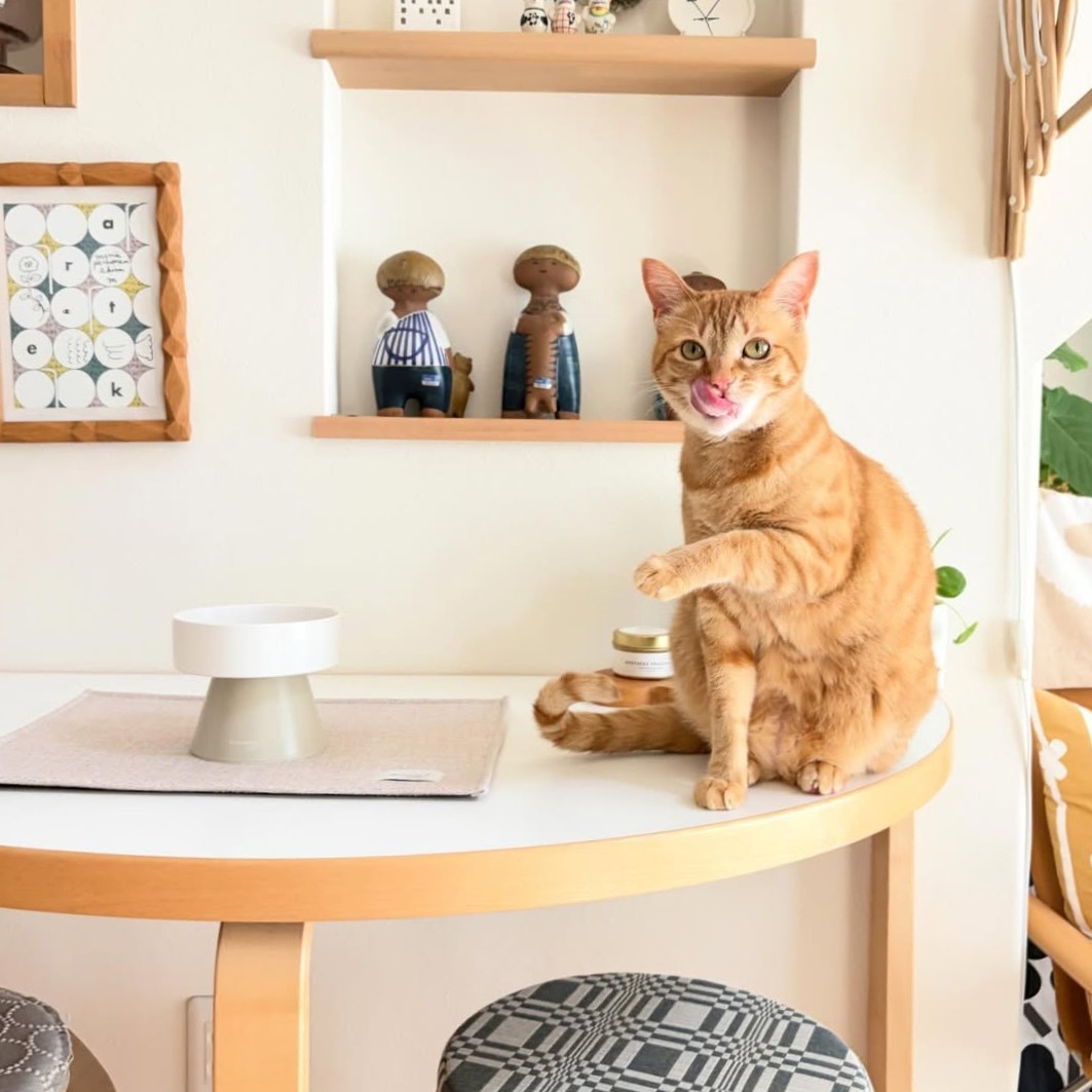猫のためのボンモマン「bon moment cat」ついに始動！猫飼いスタッフが本気で考えたニャンコ溺愛グッズを、インスタグラマーさんもいざ体験！
