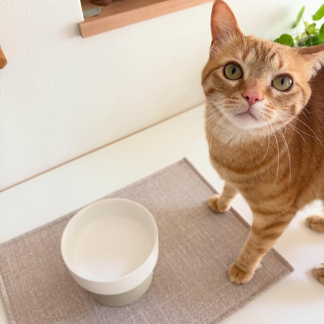 猫のためのボンモマン「bon moment cat」ついに始動！猫飼いスタッフが本気で考えたニャンコ溺愛グッズを、インスタグラマーさんもいざ体験！