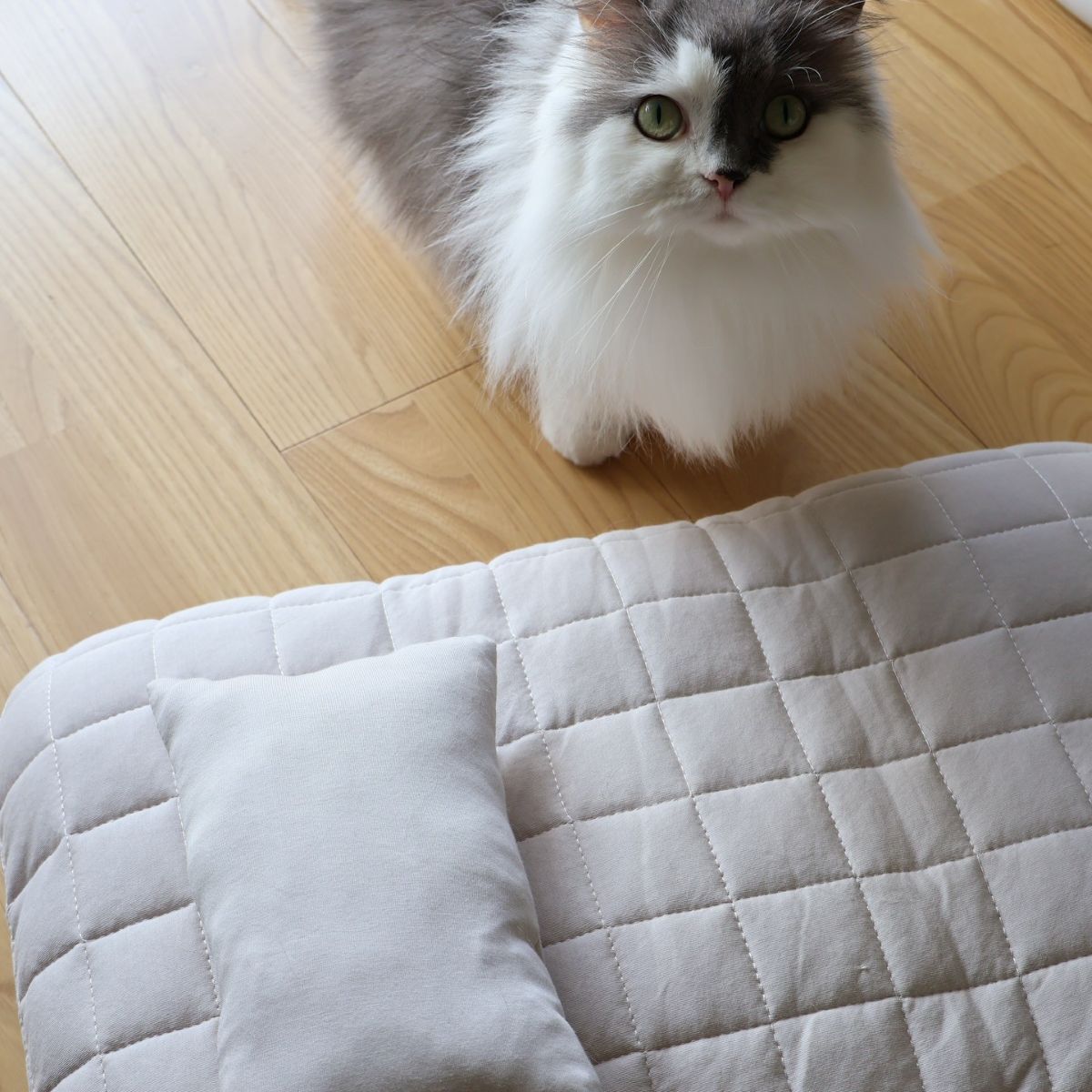 猫のためのボンモマン「bon moment cat」ついに始動！猫飼いスタッフが本気で考えたニャンコ溺愛グッズを、インスタグラマーさんもいざ体験！