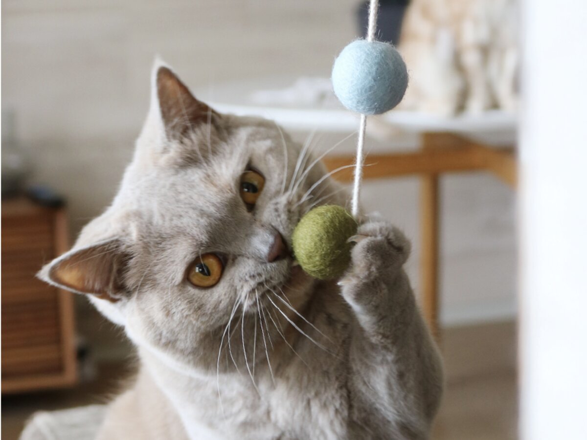【第2弾】猫と飼い主の「なかよし度」向上計画！猫好きバイヤーのイチオシグッズ４選