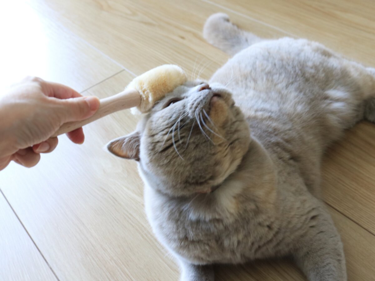 【第2弾】猫と飼い主の「なかよし度」向上計画！猫好きバイヤーのイチオシグッズ４選