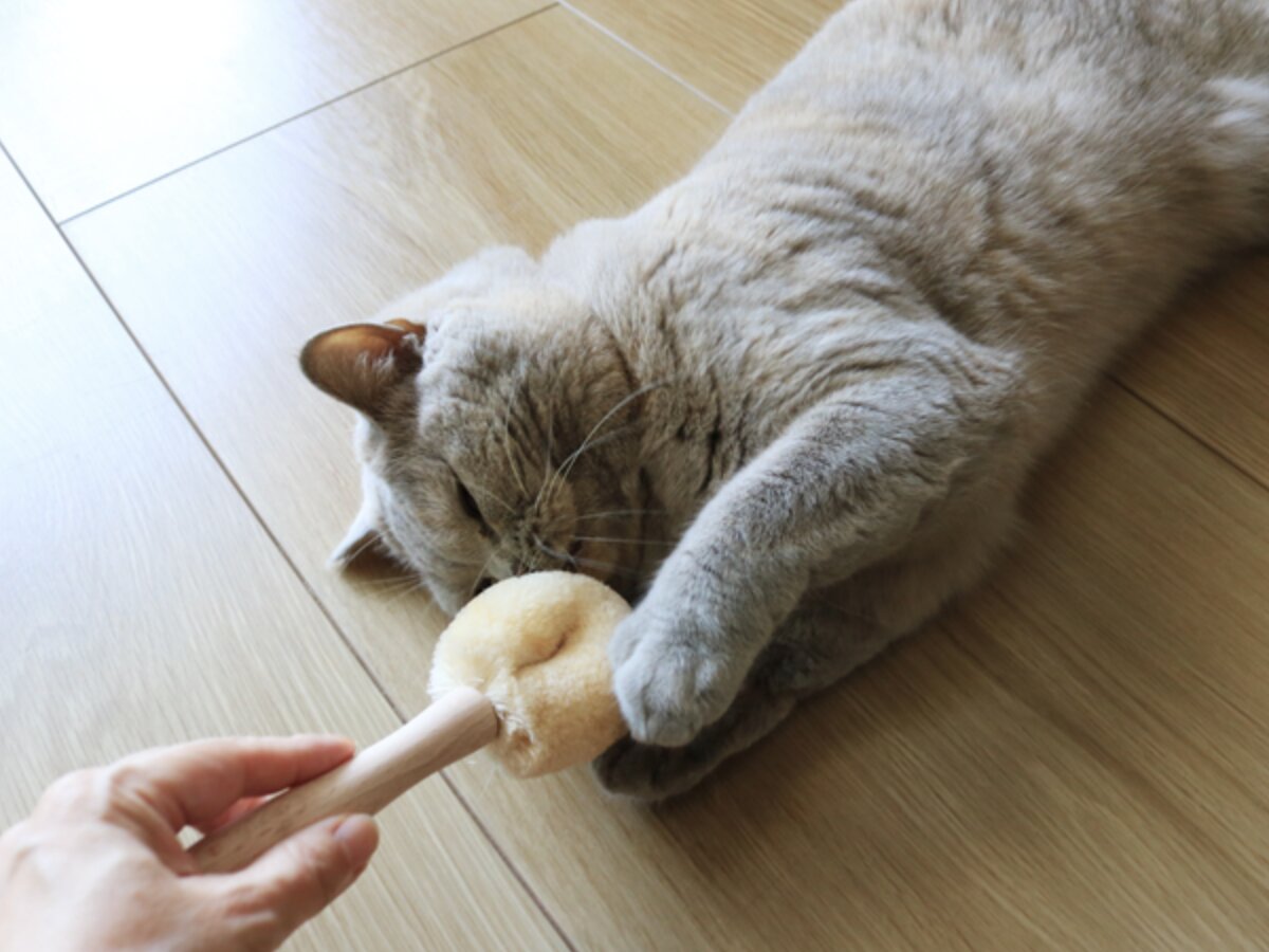 【第2弾】猫と飼い主の「なかよし度」向上計画！猫好きバイヤーのイチオシグッズ４選