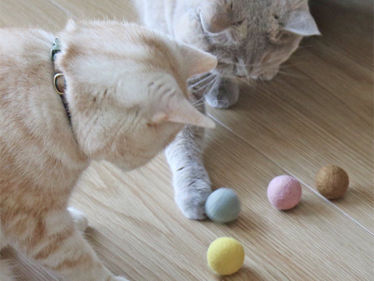【第2弾】猫と飼い主の「なかよし度」向上計画！猫好きバイヤーのイチオシグッズ４選