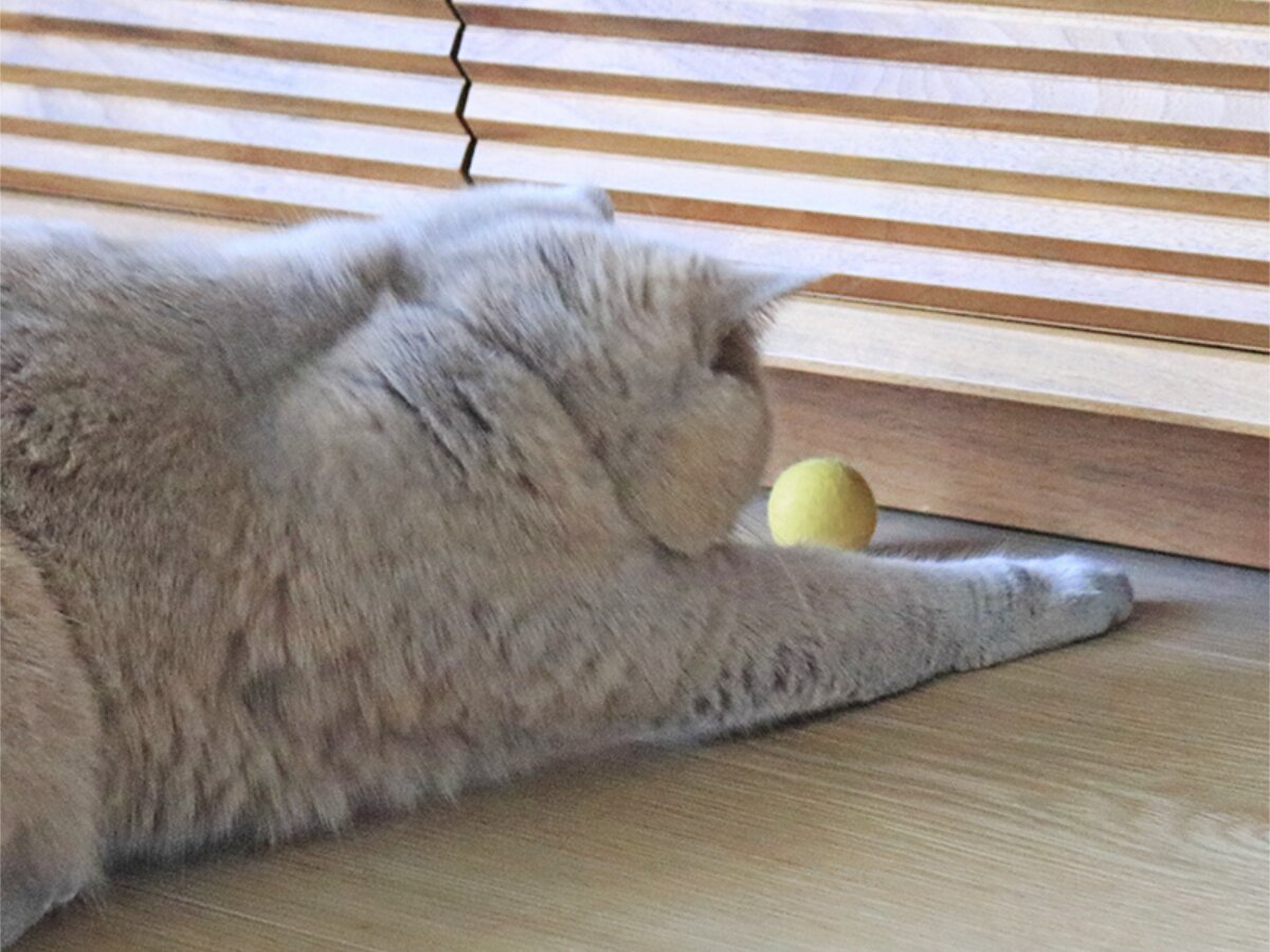 【第2弾】猫と飼い主の「なかよし度」向上計画！猫好きバイヤーのイチオシグッズ４選