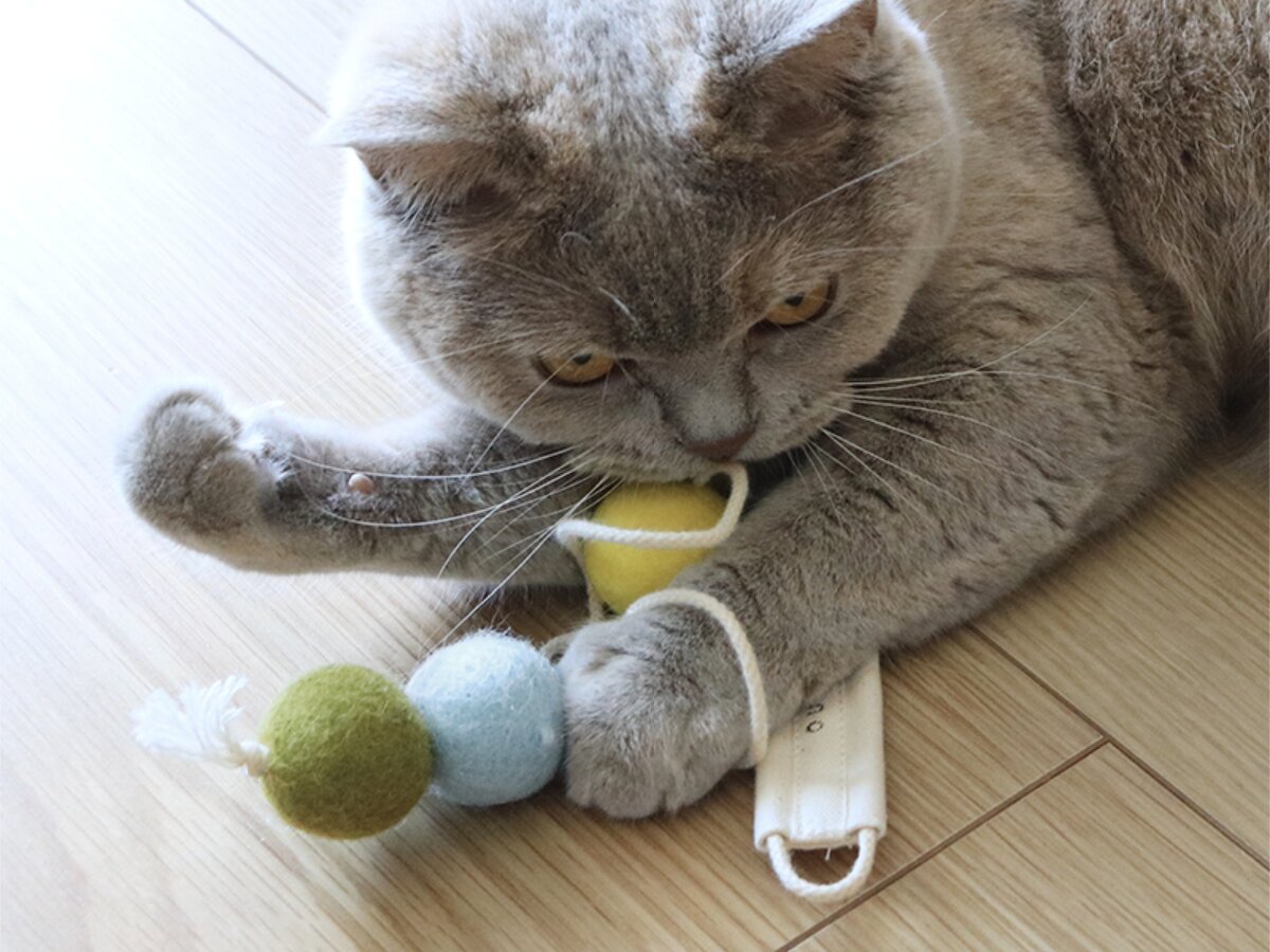 【第2弾】猫と飼い主の「なかよし度」向上計画！猫好きバイヤーのイチオシグッズ４選