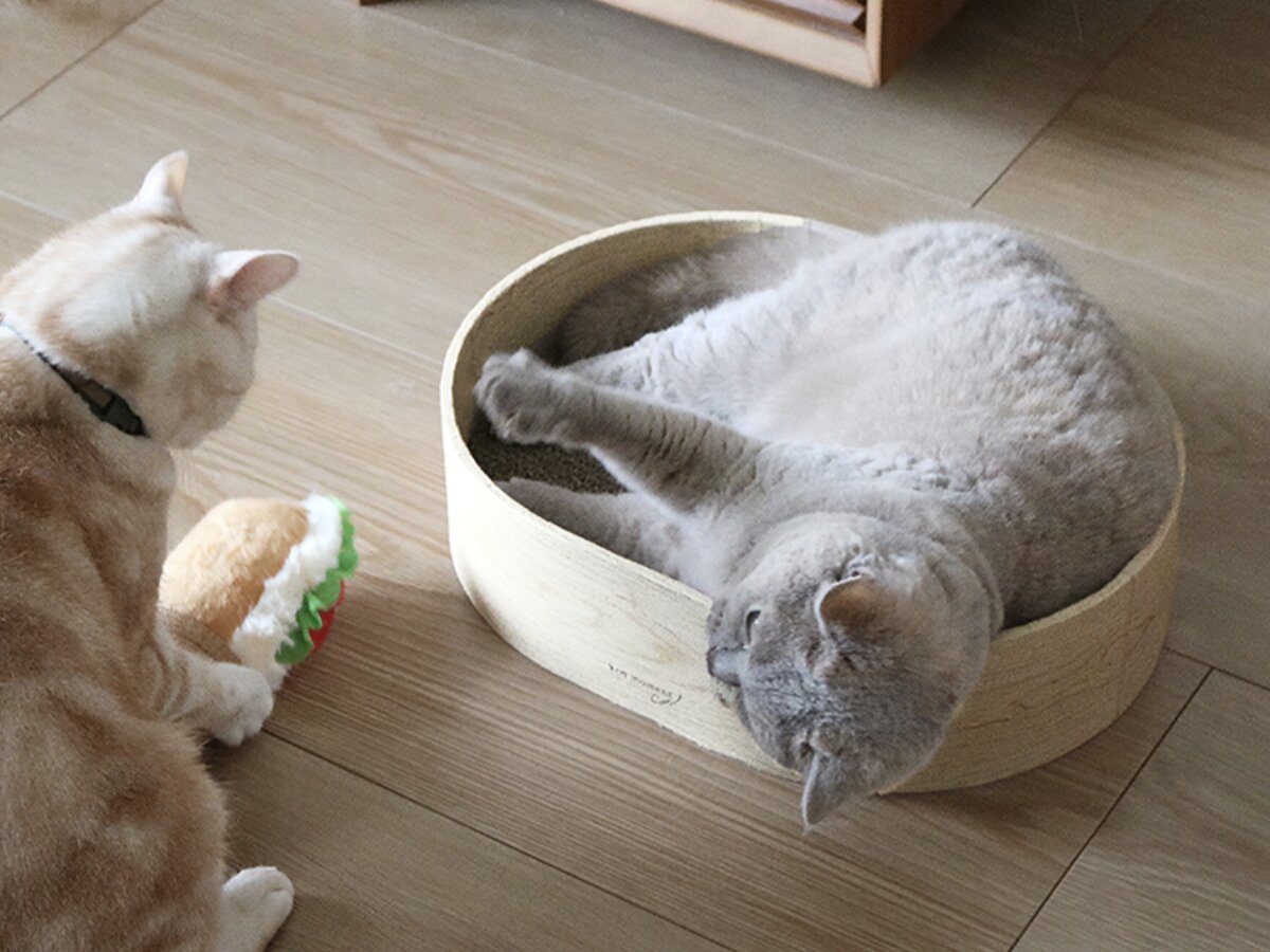 【猫グッズ人気ランキング】みんなが選んだ猫アイテムはどれ？bon moment catベスト５を発表！