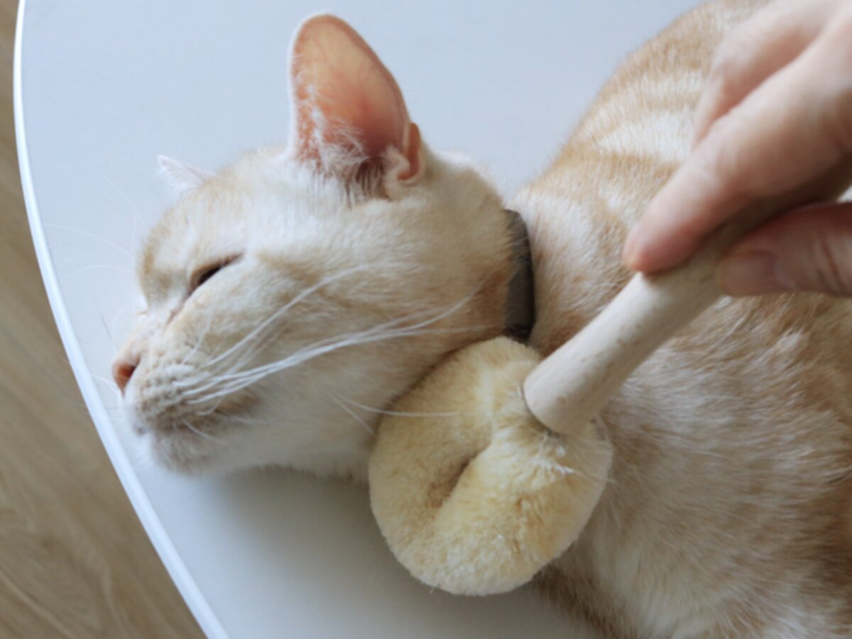 【猫グッズ人気ランキング】みんなが選んだ猫アイテムはどれ？bon moment catベスト５を発表！