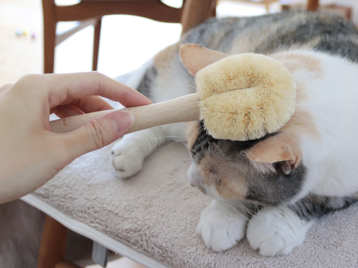 【猫グッズ人気ランキング】みんなが選んだ猫アイテムはどれ？bon moment catベスト５を発表！