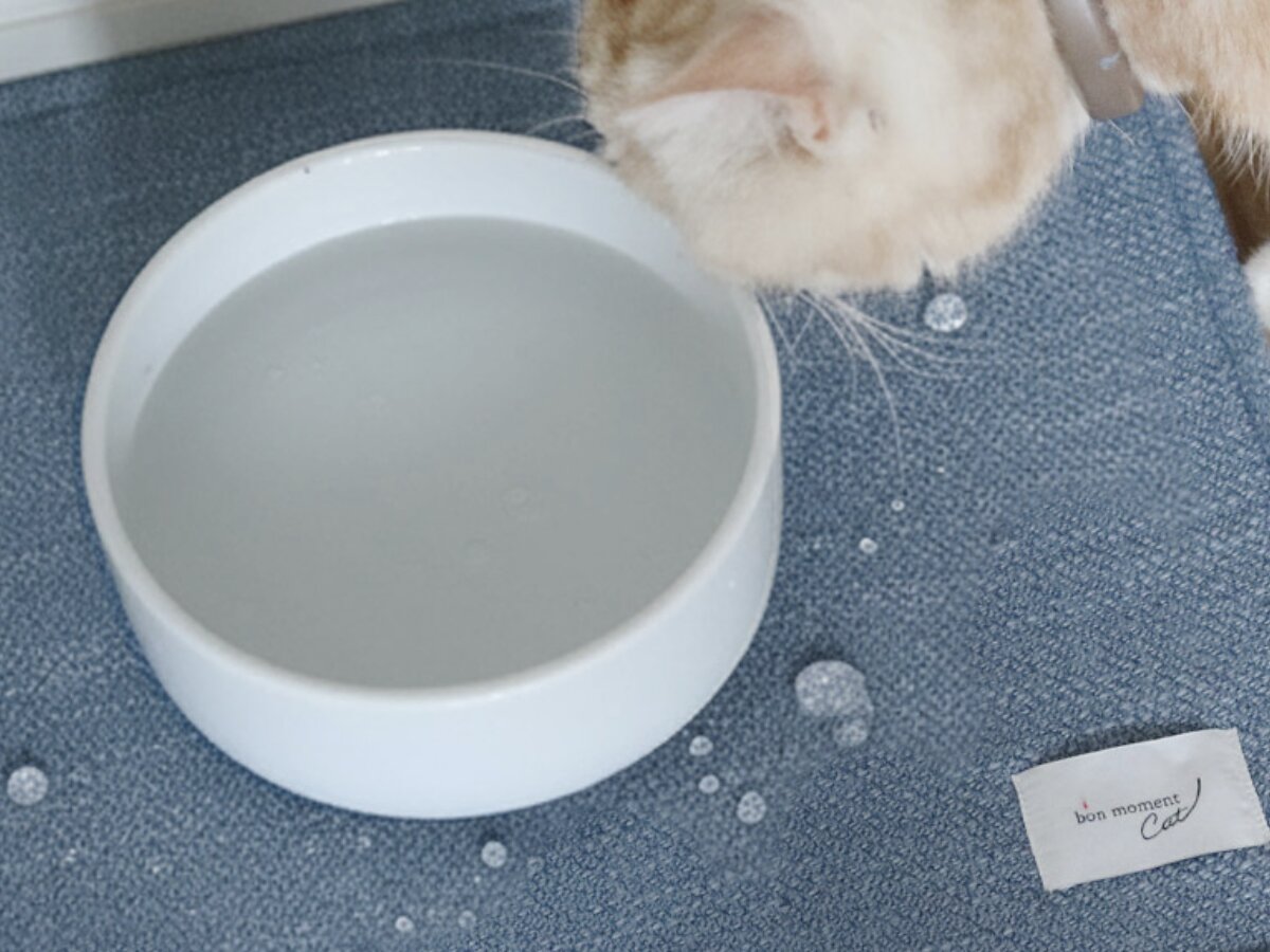 【猫グッズ人気ランキング】みんなが選んだ猫アイテムはどれ？bon moment catベスト５を発表！