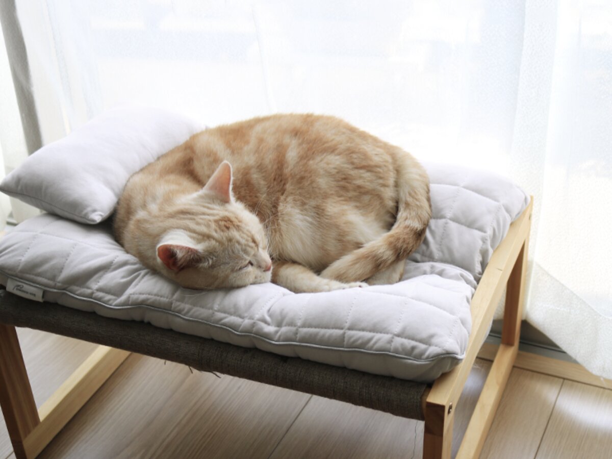 【猫グッズ人気ランキング】みんなが選んだ猫アイテムはどれ？bon moment catベスト５を発表！