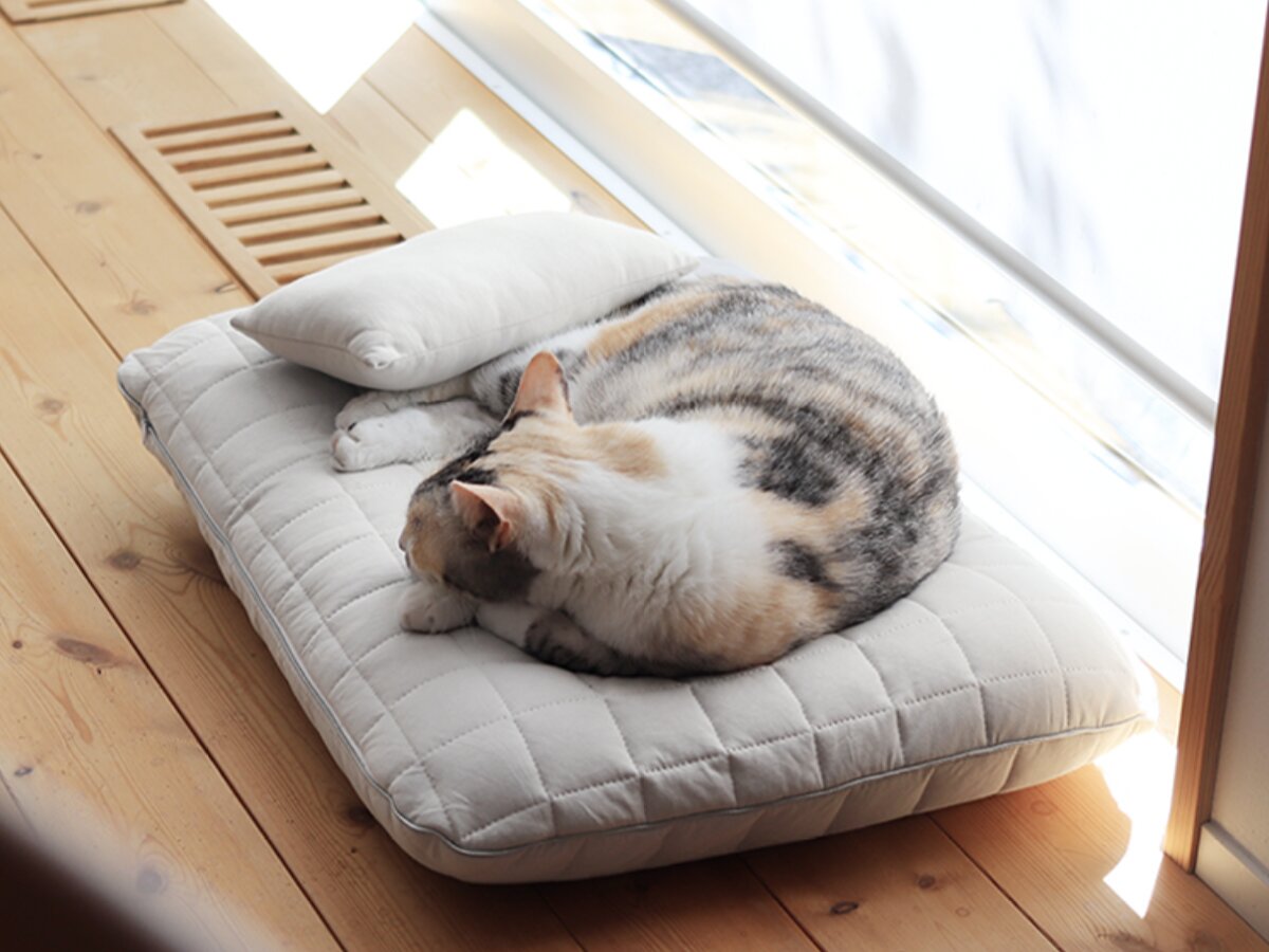【猫グッズ人気ランキング】みんなが選んだ猫アイテムはどれ？bon moment catベスト５を発表！