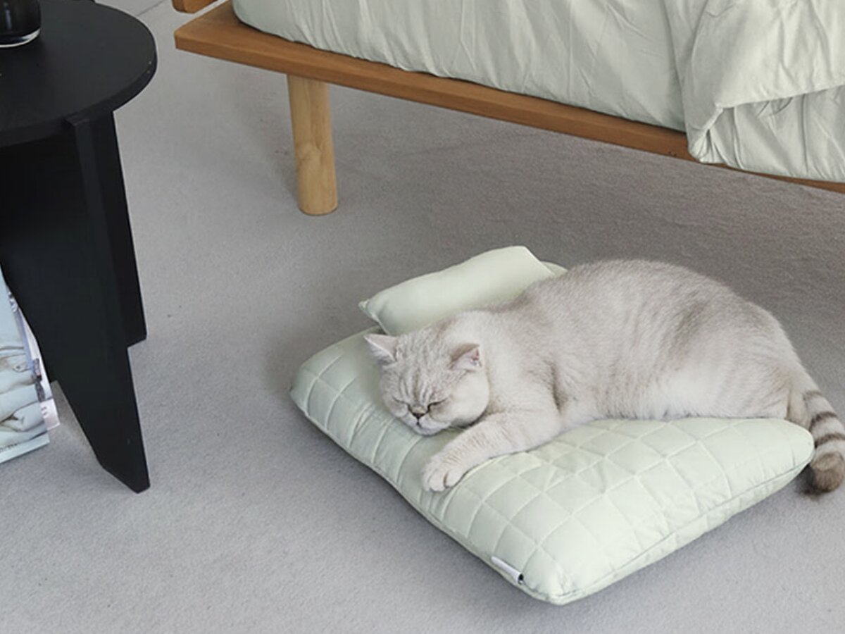 【猫グッズ人気ランキング】みんなが選んだ猫アイテムはどれ？bon moment catベスト５を発表！