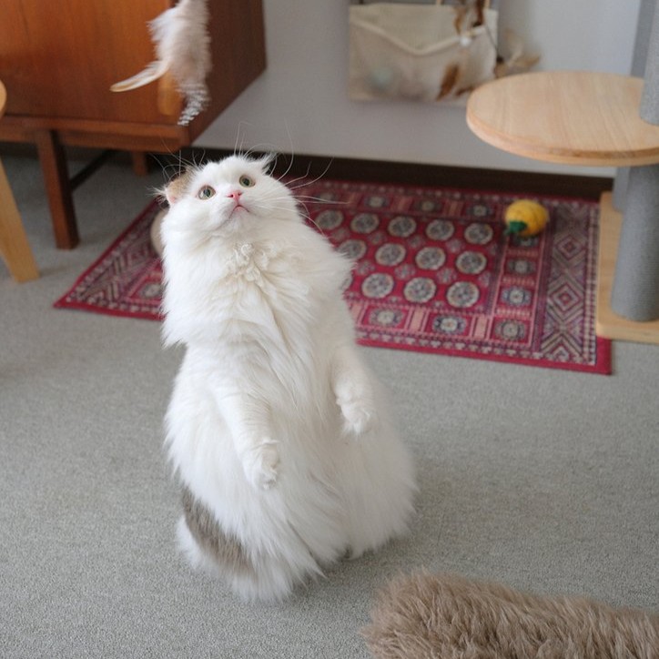 収納しずらい“猫じゃらし”のごちゃつきは専用収納で解決！愛猫家インスタグラマーさんの「おもちゃ」＆「ケアグッズ」収納術