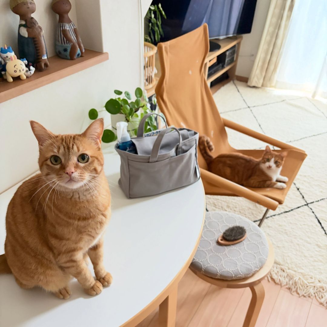 収納しずらい“猫じゃらし”のごちゃつきは専用収納で解決！愛猫家インスタグラマーさんの「おもちゃ」＆「ケアグッズ」収納術